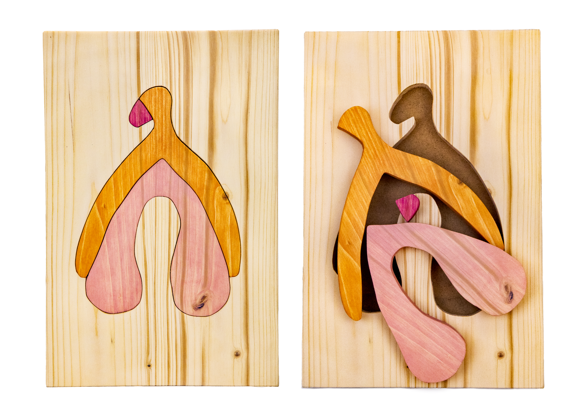 Puzzle anatomique - Clitoris