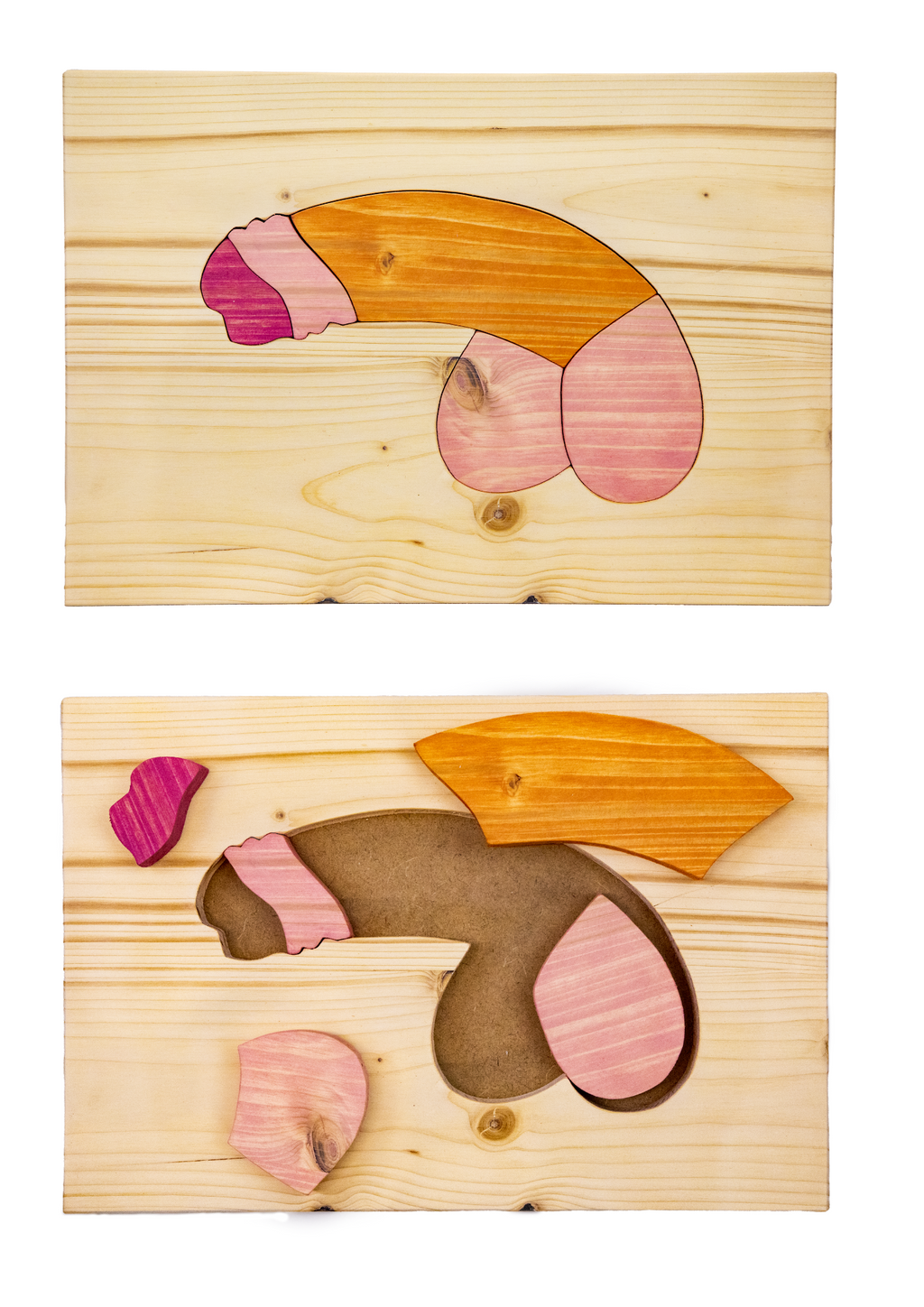 Puzzle anatomique - Pénis